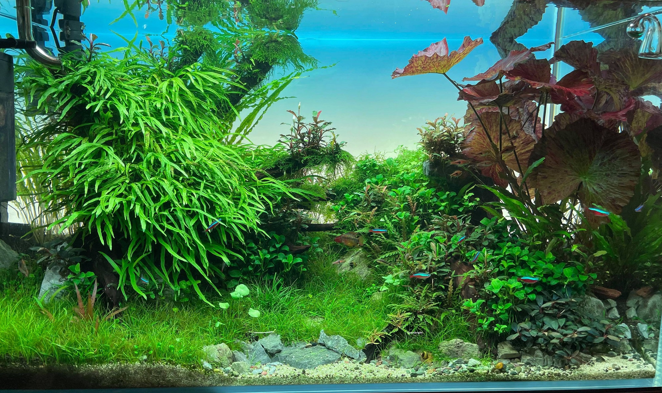 Fish Tank Background lightscreen, Competition Model - Townbright Aquatic  Equipment